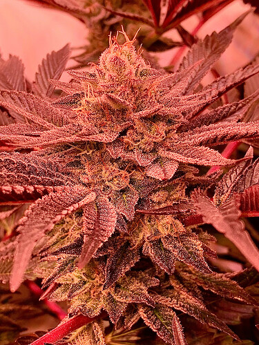 736980064.736082public