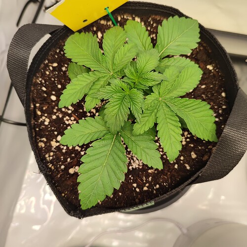Growreport Bild 18
