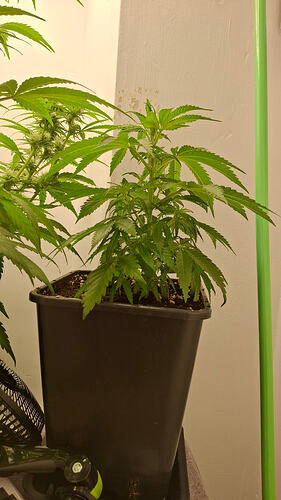 Growreport Bild 267