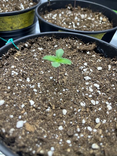Growreport Bild 59