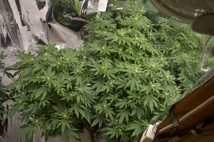 VT69 (4)