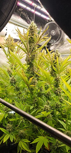 Growreport Bild 43