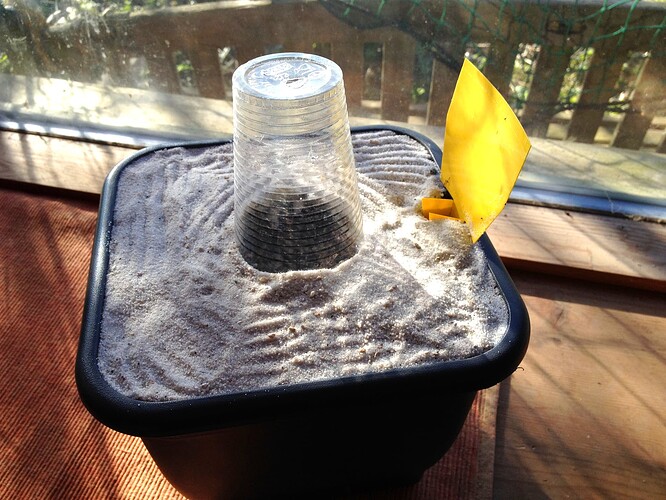 Ein quadratischer Blumentopf mit einer Schicht Vogelsand bedeckt, in dessen Mitte ein durchsichtiger Plastikbecher als Mini-Gewächshaus steht, daneben eine gelbe Klebefalle gegen Trauermücken.