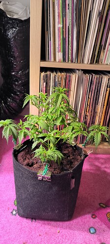 Growreport Bild 28