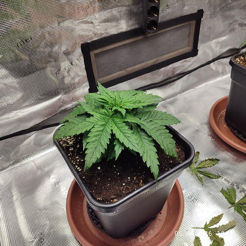 17703575129201010989432828608736