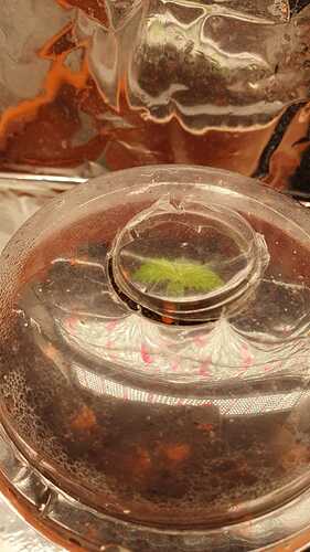 WhatsApp Image 2024-04-18 at 12.13.56