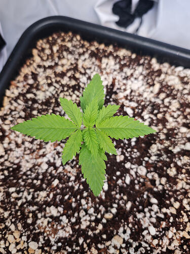 Growreport Bild 11