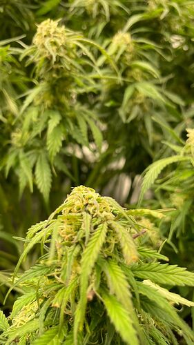 Growreport Bild 7