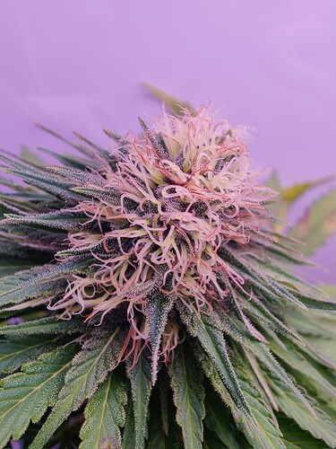 Growreport Bild 10