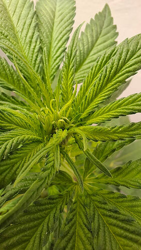 Growreport Bild 263