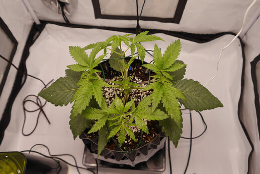 Growreport Bild 2
