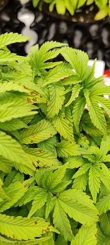 Growreport Bild 3