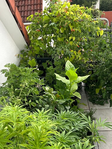 Growreport Bild 44