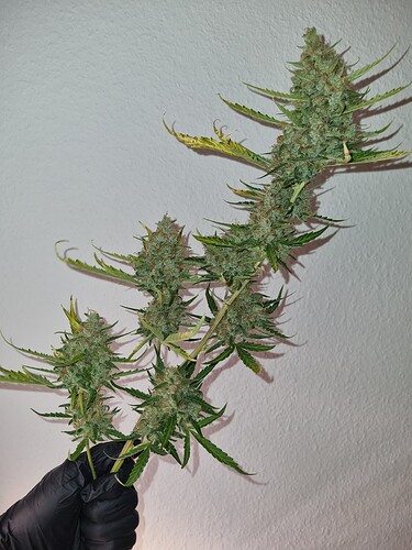 Growreport Bild 8
