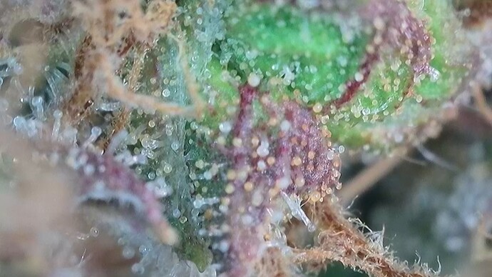 Growreport Bild 29