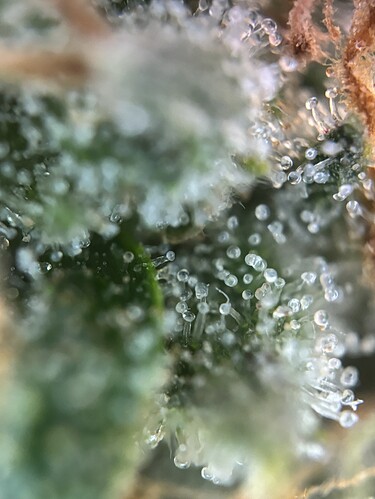 Growreport Bild 41