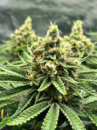 Growreport Bild 7