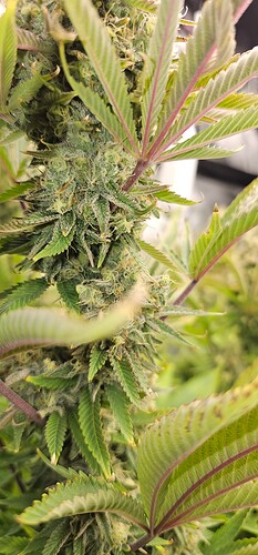 Growreport Bild 26
