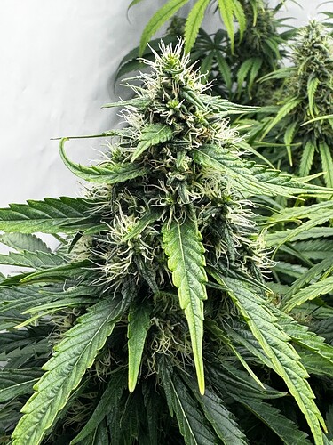 Growreport Bild 1