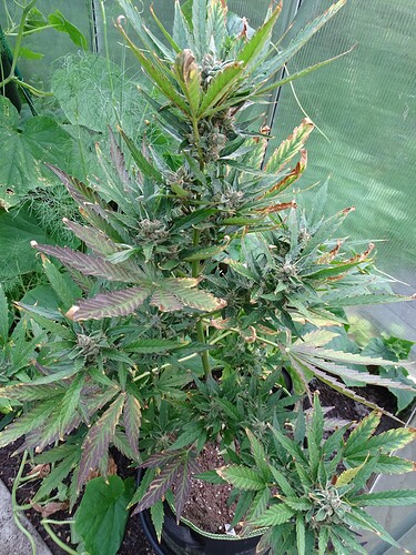 Growreport Bild 30