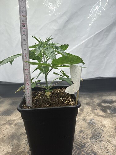 Growreport Bild 17