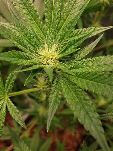 Growreport Bild 4