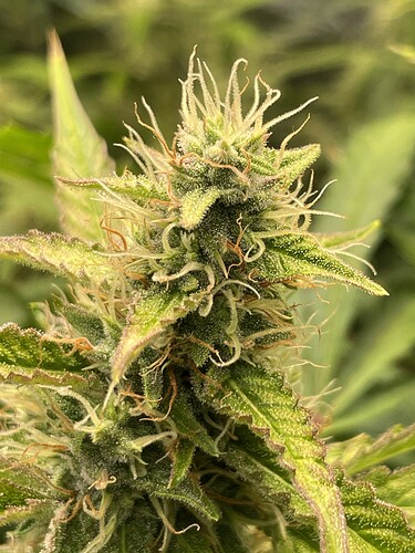 Growreport Bild 7