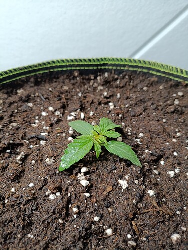 Growreport Bild 5