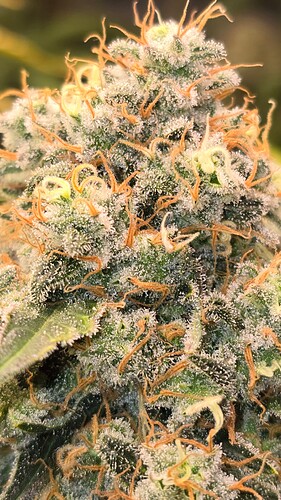 Growreport Bild 20