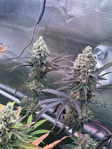 Growreport Bild 53