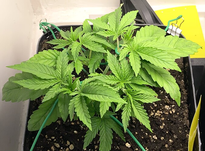 Growreport Bild 10