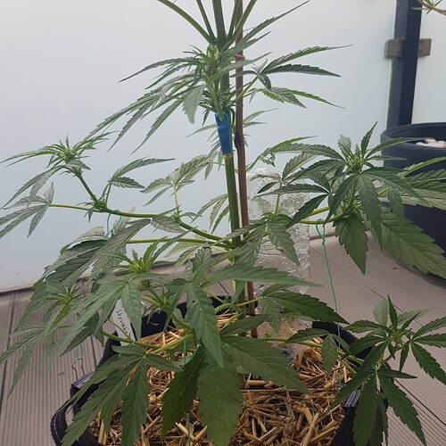 Growreport Bild 2