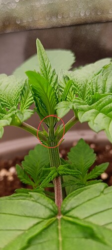 Growreport Bild 5