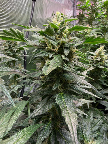 Growreport Bild 19