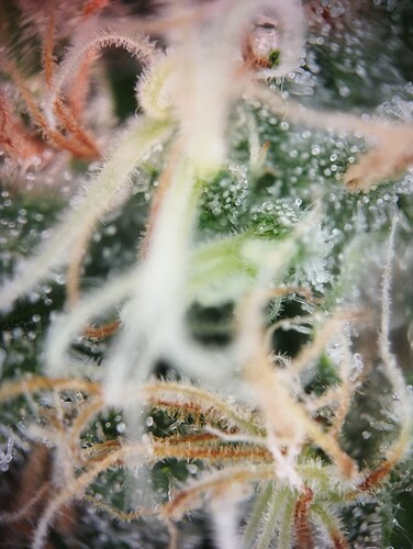 IMG_20250226_194548 - Kopie