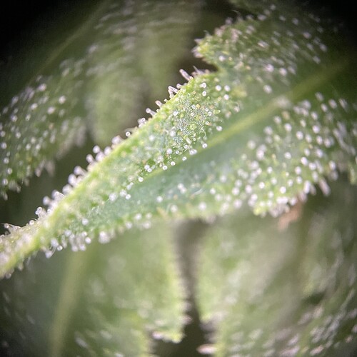 Growreport Bild 21