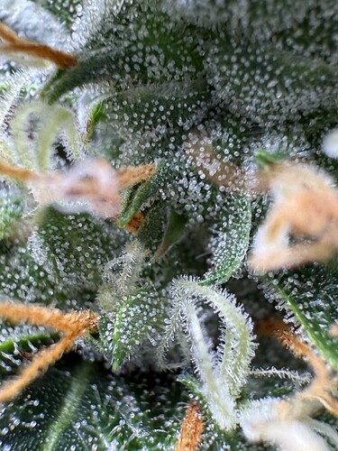Growreport Bild 20