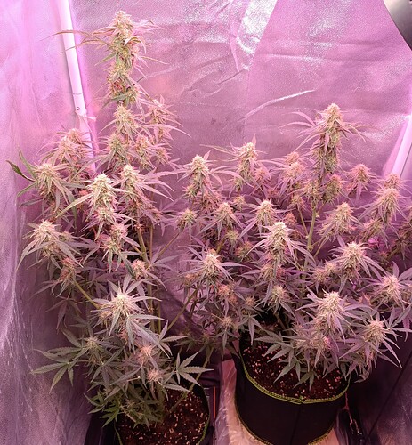 Growreport Bild 6