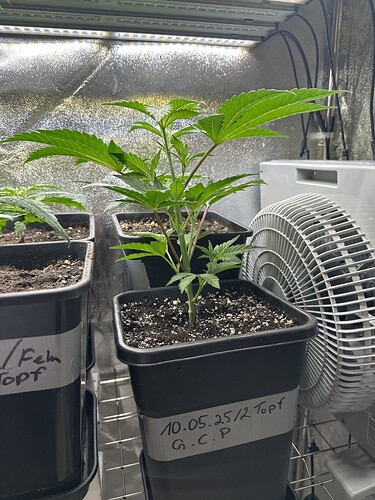 Growreport Bild 25