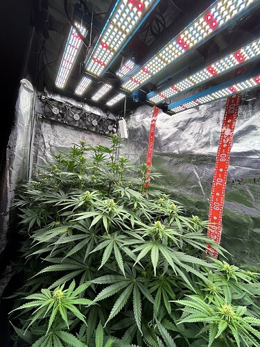 Cannabis-Pflanzen in einem Grow-Zelt unter LED-Beleuchtung in der Blütephase.