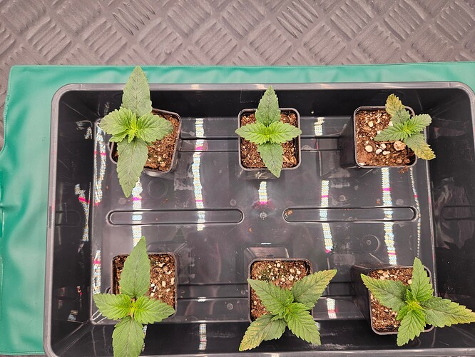 Growreport Bild 31