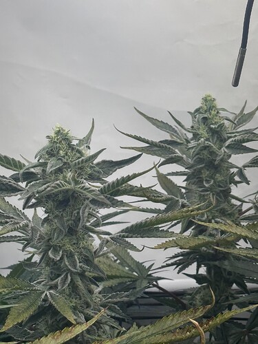 Growreport Bild 7