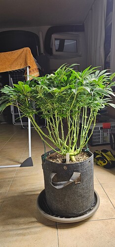 Growreport Bild 1