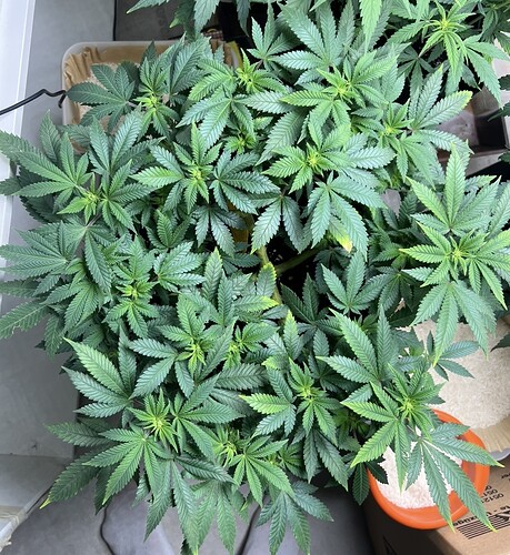 Growreport Bild 2