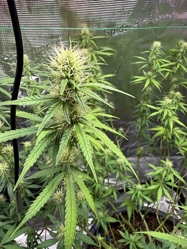 Growreport Bild 28