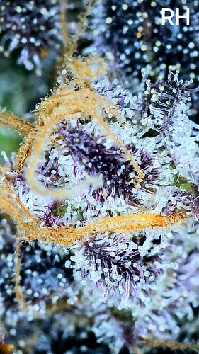 Growreport Bild 2