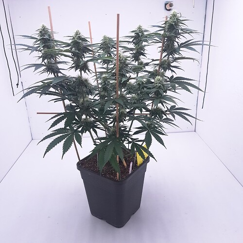 Growreport Bild 2