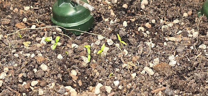 Growreport Bild 27