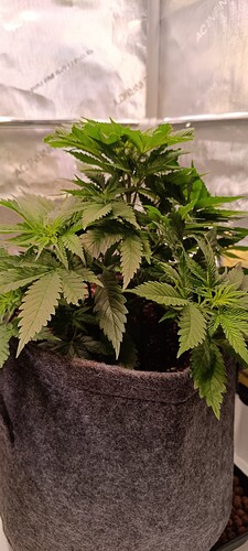Growreport Bild 3