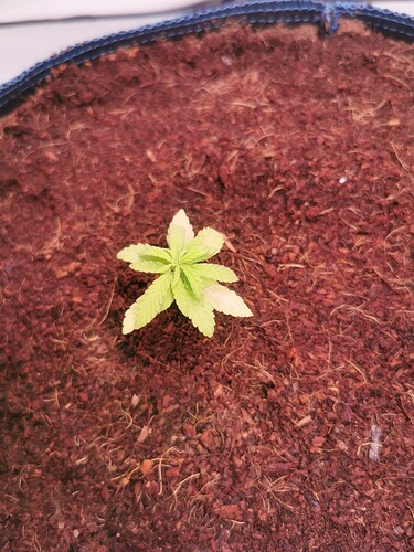 Growreport Bild 1